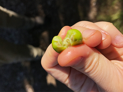 100% Pure橄欖油一定很好，因為他是純橄欖油？