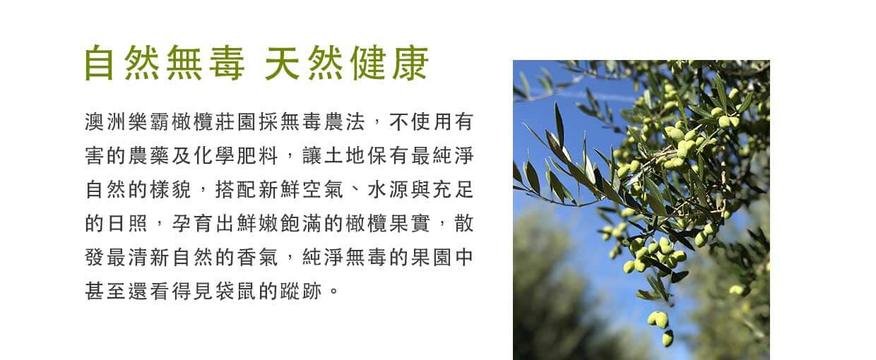 澳洲樂霸莊園採用自然農法，孕育出富含橄欖多酚的橄欖果實，莊園內還看得到袋鼠的蹤跡